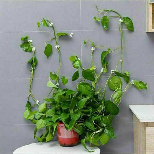Pack of 30pcs Self Stick Plant Climbing Fixing Clip